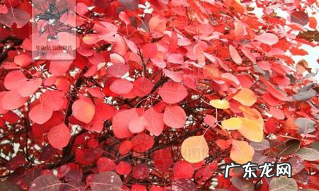三峡红叶是什么树,红叶是什么树的叶子
