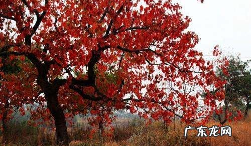 三峡红叶是什么树,红叶是什么树的叶子
