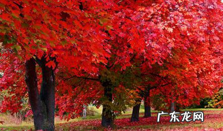 三峡红叶是什么树,红叶是什么树的叶子
