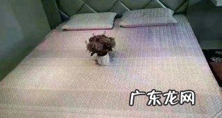 新买的乳胶凉席要不要清洗,乳胶凉席多少钱才是正宗的