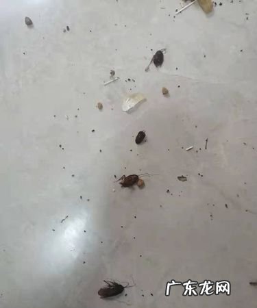 家里发现了蟑螂怎么办,家里有蟑螂怎么办