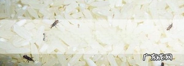 夏天大米怎么保存才不生虫,夏天米怎样保存不生虫不发霉