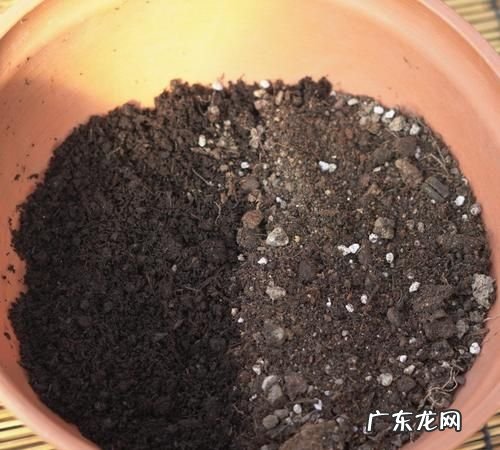猪油埋花盆里行,猪油能浇花怎么浇