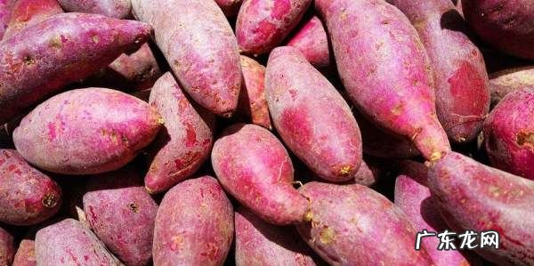 蜜薯和红薯什么区别,蜜薯和红薯什么区别