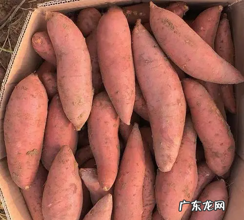 蜜薯和红薯什么区别,蜜薯和红薯什么区别