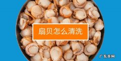 扇贝怎么洗才能干净,扇贝如何清洗