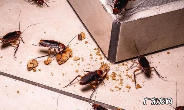 卫生间有蟑螂的原因,家里卫生间为什么会出现蚂蚁