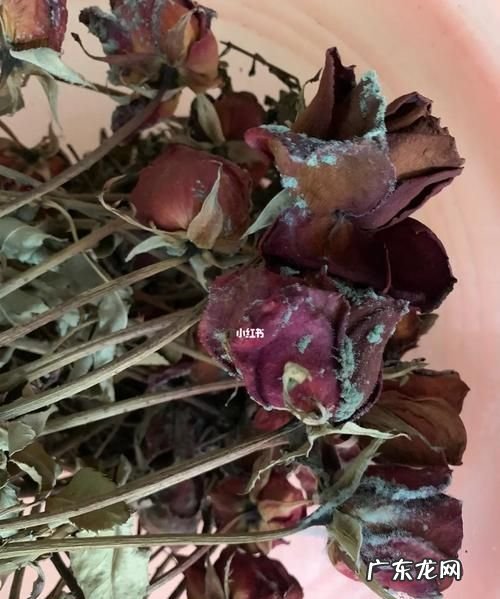 干花发霉了怎么办,干花满天星发霉长毛怎么办