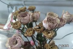 干花发霉了怎么办,干花满天星发霉长毛怎么办