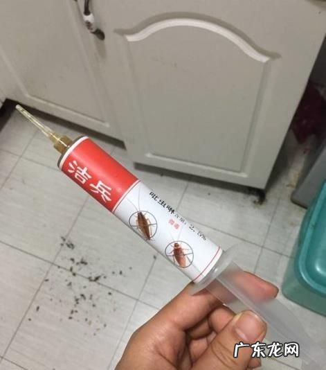 看到蟑螂如何处理,看见蟑螂怎么处理 千万别大意