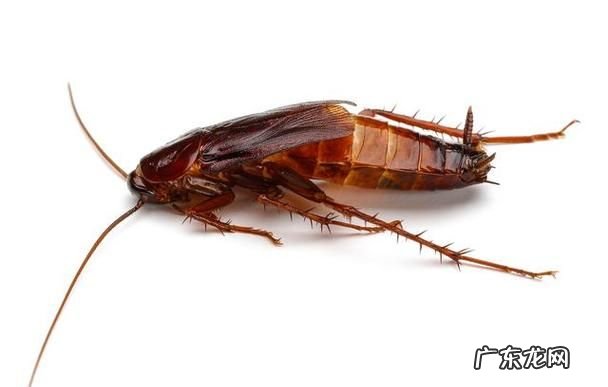 看到蟑螂如何处理,看见蟑螂怎么处理 千万别大意