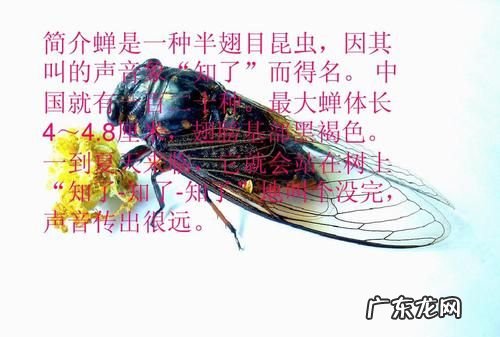 知了为什么会飞,知了为什么会叫