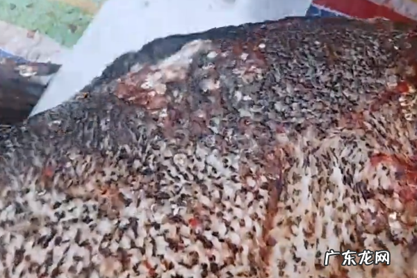 怎么做鱼干夏天不臭,小鱼干怎么做出来的