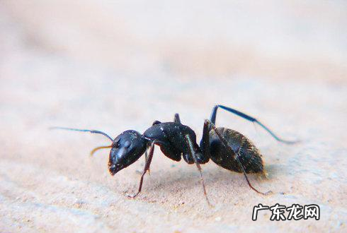 楼上有蚂蚁怎样能彻底消灭,楼上有蚂蚁是什么原因造成的