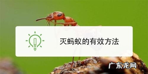 楼上有蚂蚁怎样能彻底消灭,楼上有蚂蚁是什么原因造成的