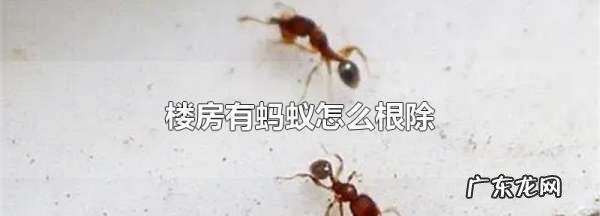 楼上有蚂蚁怎样能彻底消灭,楼上有蚂蚁是什么原因造成的