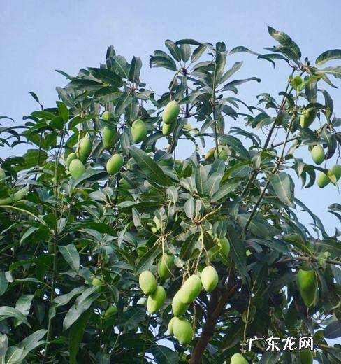 路边芒果树上的芒果能不能吃,公路边的芒果可以吃有医学说法
