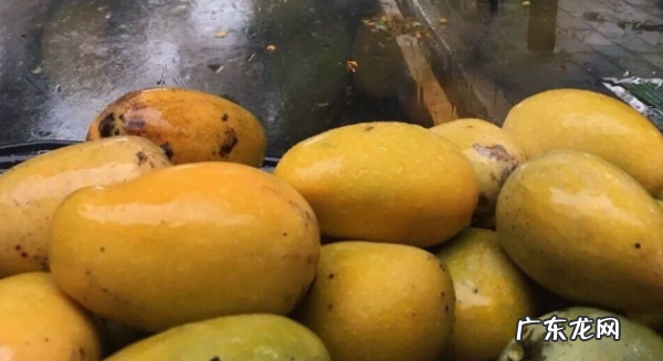 路边芒果树上的芒果能不能吃,公路边的芒果可以吃有医学说法