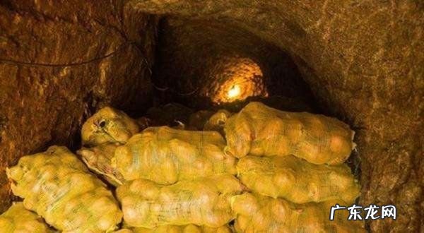 红薯家庭保存方法,家庭红薯怎样保存长期不坏