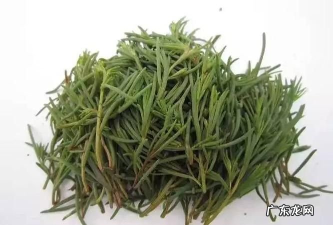海蓬菜和碱蓬菜区别,海蓬菜和碱蓬菜区别