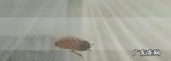 房间有蟑螂晚上能爬到床上,蟑螂会在人睡觉的时候到床上来