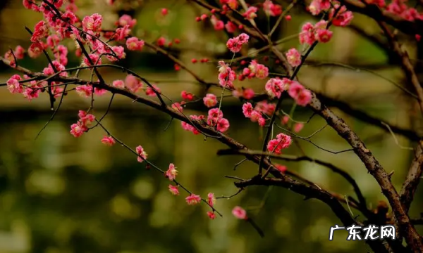 怎么样拍摄梅花,如何拍梅花好看