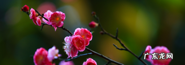 怎么样拍摄梅花,如何拍梅花好看