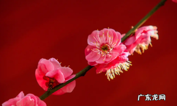 怎么样拍摄梅花,如何拍梅花好看