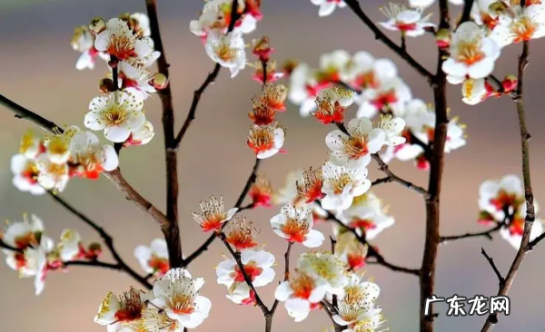怎么样拍摄梅花,如何拍梅花好看