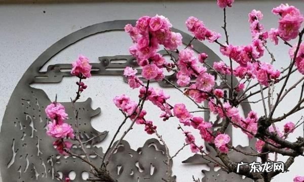 怎么样拍摄梅花,如何拍梅花好看