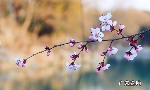 鸡迟宿是什么意思,清明前后下一句
