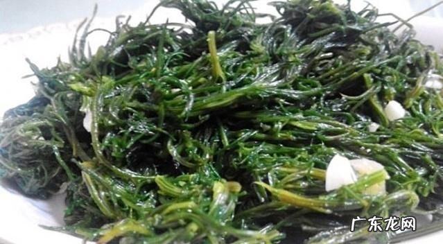 风滚草在中国叫什么菜,风滚草在中国怎么吃才好吃