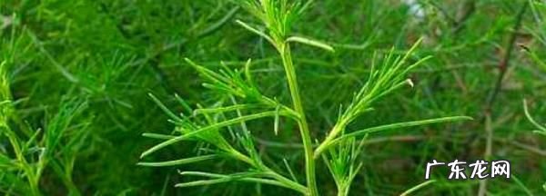 风滚草在中国叫什么菜,风滚草在中国怎么吃才好吃