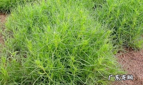 风滚草在中国叫什么菜,风滚草在中国怎么吃才好吃