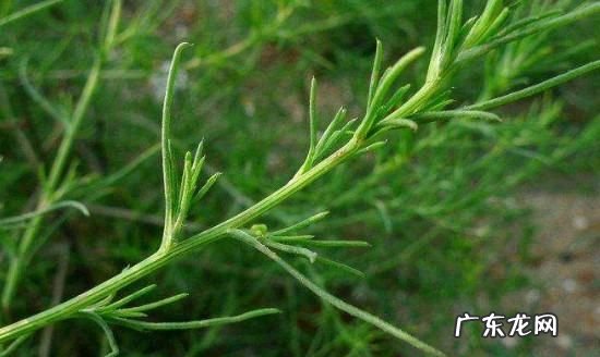 风滚草在中国叫什么菜,风滚草在中国怎么吃才好吃