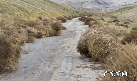 风滚草在中国叫什么菜,风滚草在中国怎么吃才好吃