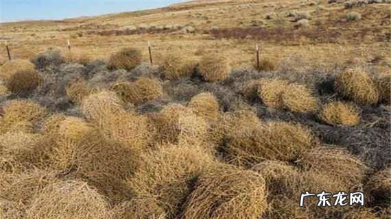 风滚草在中国叫什么菜,风滚草在中国怎么吃才好吃