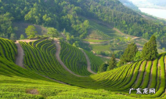 攸乐山出什么茶,勐库有什么好的普洱茶