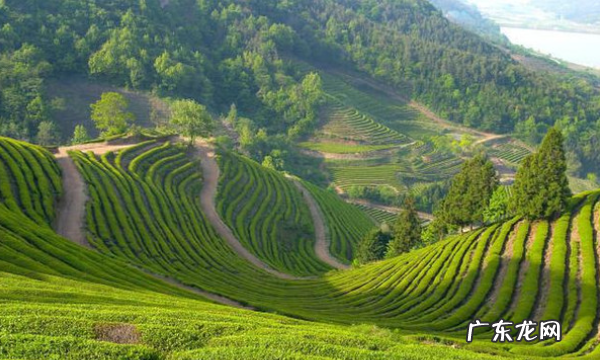 攸乐山出什么茶,勐库有什么好的普洱茶