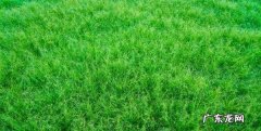 什么草坪不用修剪,哪种草坪无需修剪