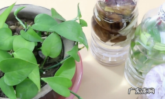 果皮发酵多久能浇花,水果皮泡水发酵多长时间才能浇菜