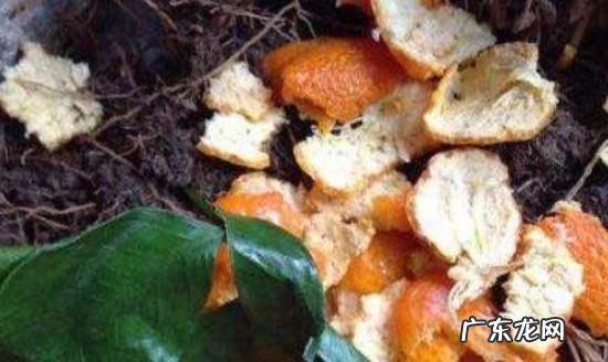 果皮发酵多久能浇花,水果皮泡水发酵多长时间才能浇菜