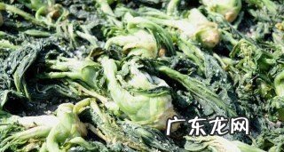 梅干菜和雪菜是一种菜,梅干菜和雪菜的区别