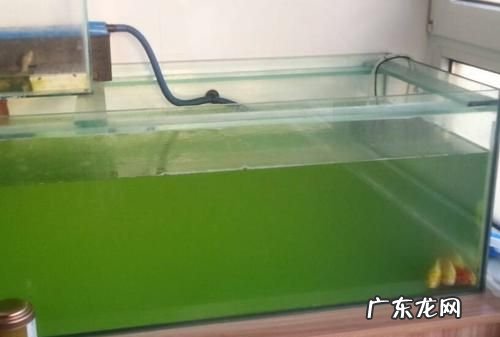 水绿说明什么,青翠水绿是什么意思解释