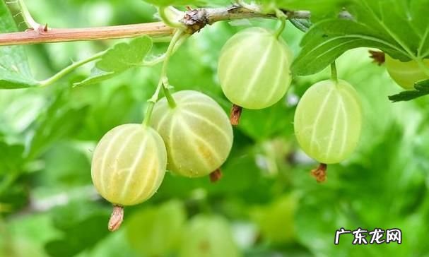 有一种水果叫什么姑娘,花姑娘是一种什么水果