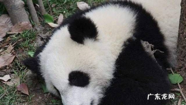 熊猫有几岁的智商,大熊猫的智商是多少