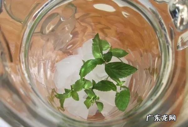 薄荷柠檬水的正确泡法,薄荷和柠檬能一起泡