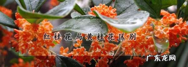 红桂花和黄桂花的区别,红桂花和黄桂花功效的区别