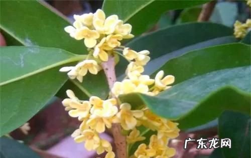 红桂花和黄桂花的区别,红桂花和黄桂花功效的区别