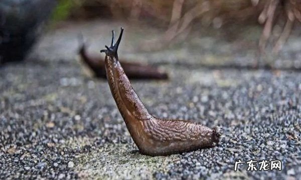84能杀死鼻涕虫,84能杀死鼻涕虫